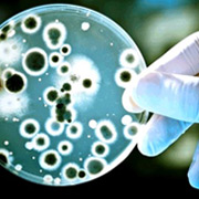 Биоудобрение «Корнефит и Гардефит»