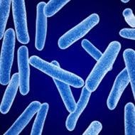 Биоудобрение «Корнефит и Гардефит»