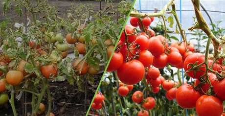 Биоудобрение «Корнефит и Гардефит»