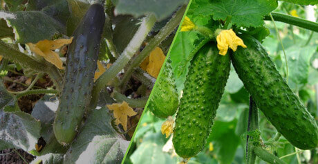 Биоудобрение «Корнефит и Гардефит»