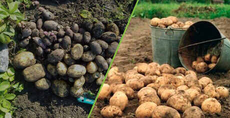 Биоудобрение «Корнефит и Гардефит»