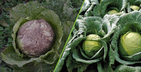 Биоудобрение «Корнефит и Гардефит»