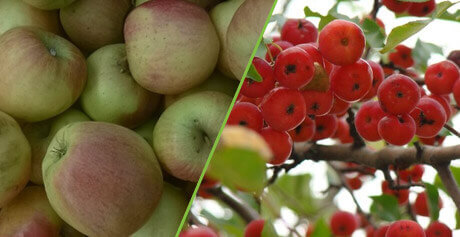 Биоудобрение «Корнефит и Гардефит»